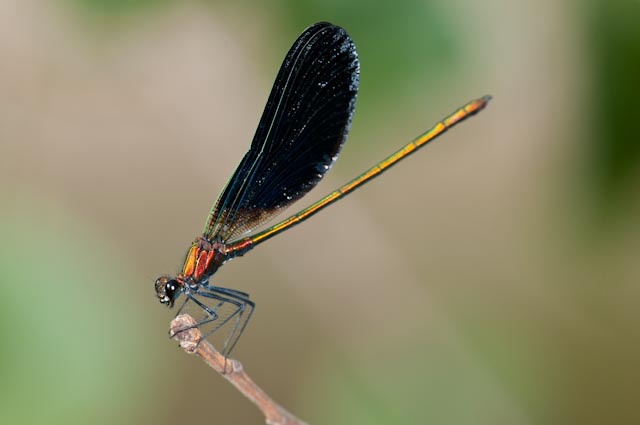 odonato 10: ibrido di Calopteryx?